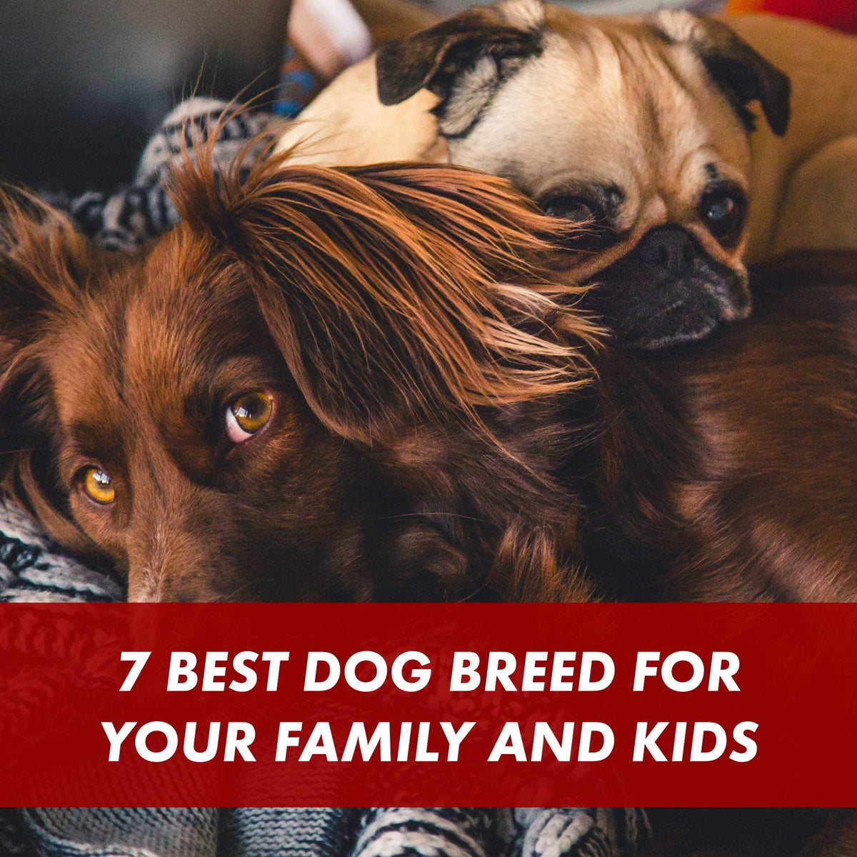 7 Best Dog Breeds for Young Families With Children