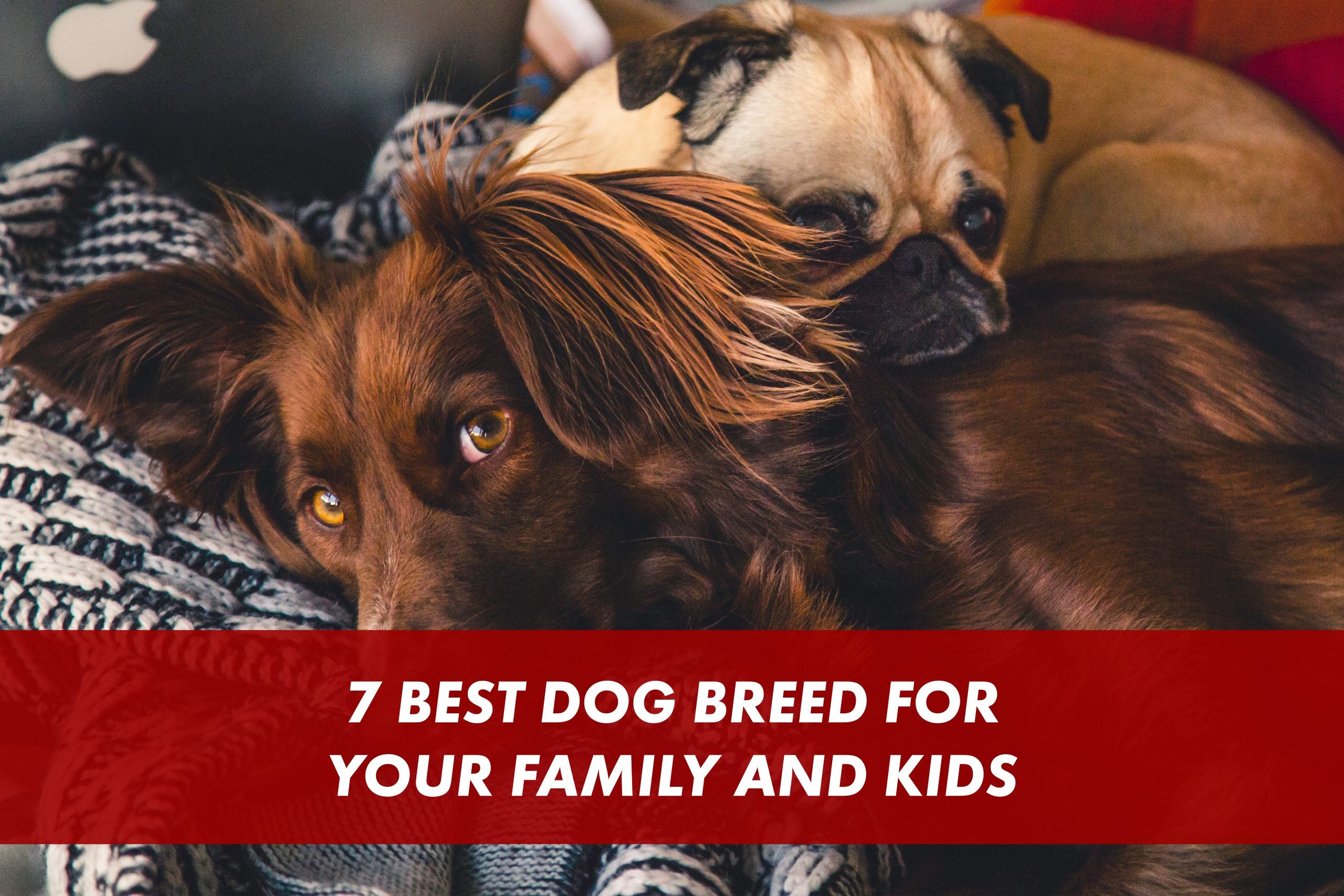 7 Best Dog Breed for your Family and Kids