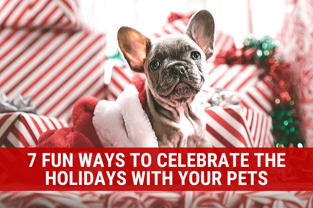 7 Fun Ways to Celebrate the Holidays With Your Pets