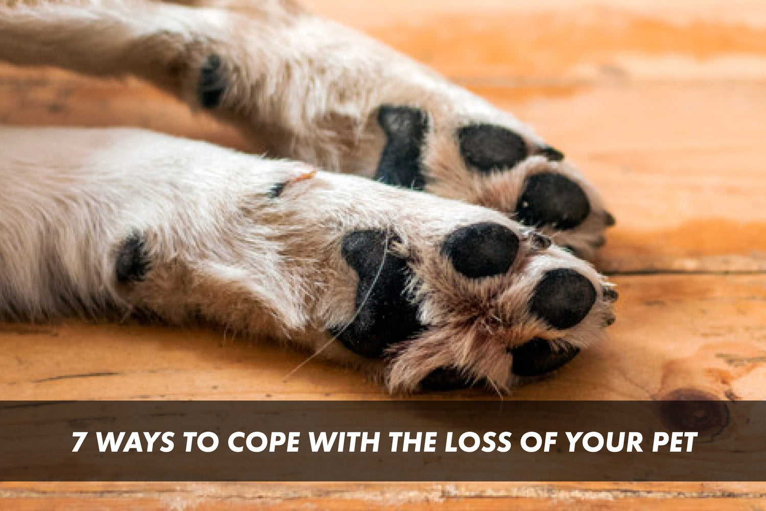 7 Ways to Cope with the Loss of your Pet