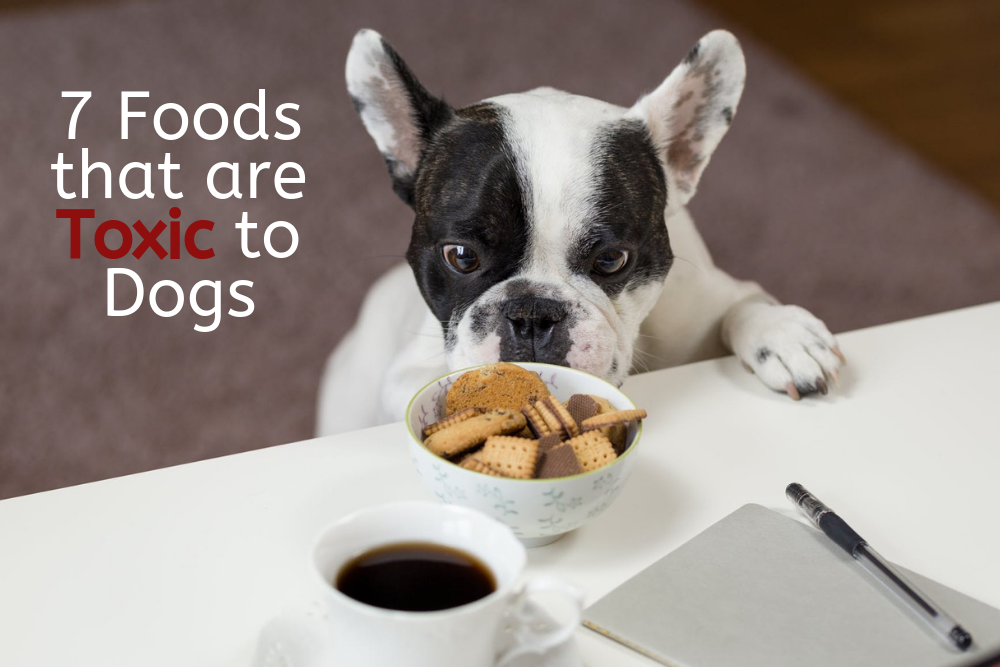 7 Foods that are Toxic for Dogs