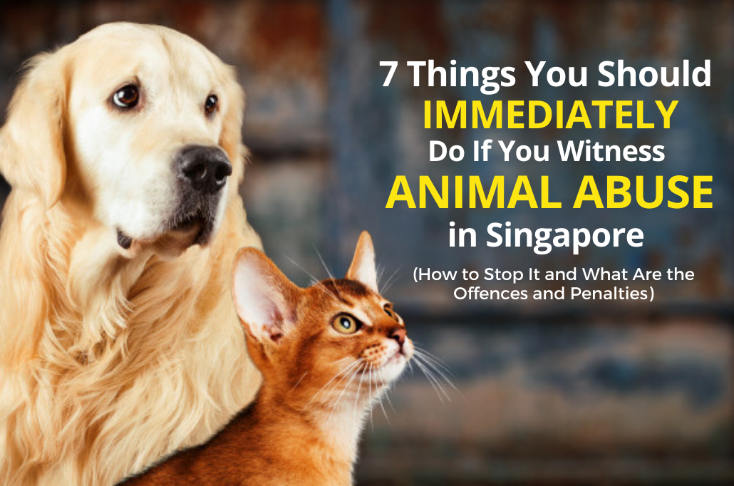 7 Things You Should Immediately Do If You Witness Animal Abuse in Singapore (How to Stop It and What Are the Offences and Penalties)