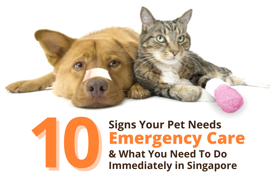 10 Signs Your Pet Needs Emergency Care & What You Need to Do Immediately in Singapore