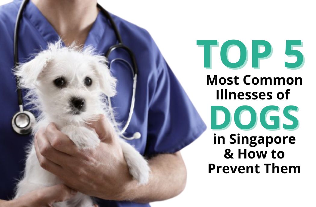 Top 5 Most Common Illnesses of Dogs in Singapore & How to Prevent Them