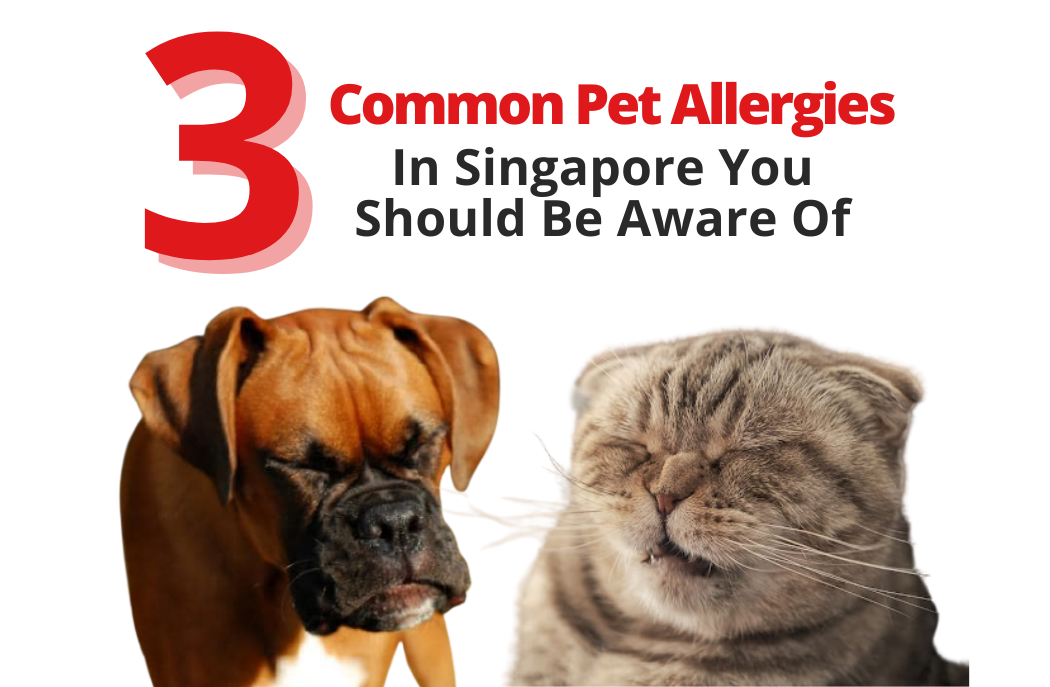 3 Common Pet Allergies In Singapore You Should Be Aware Of