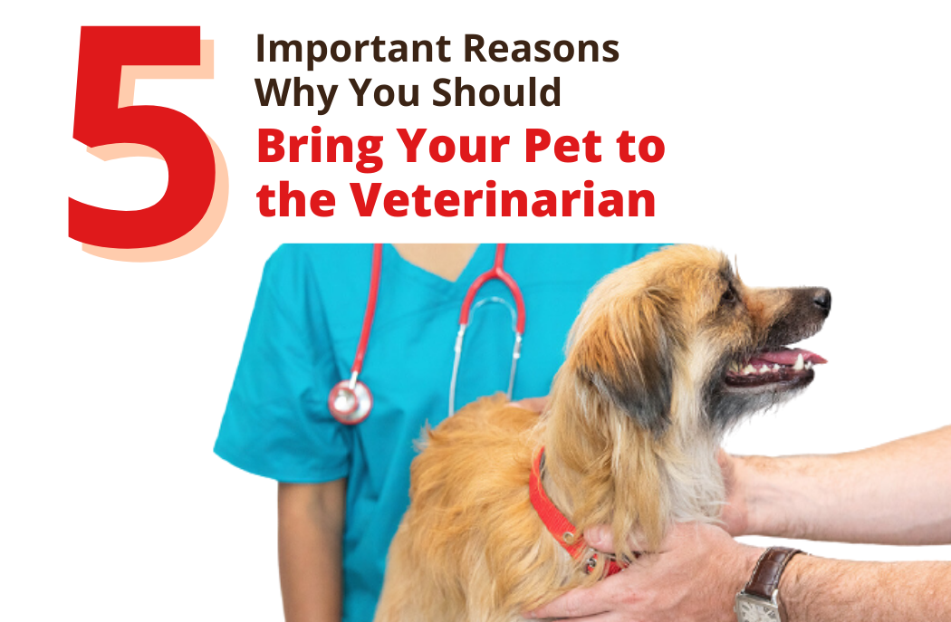 5 Important Reasons Why You Should Bring Your Pet to the Veterinarian