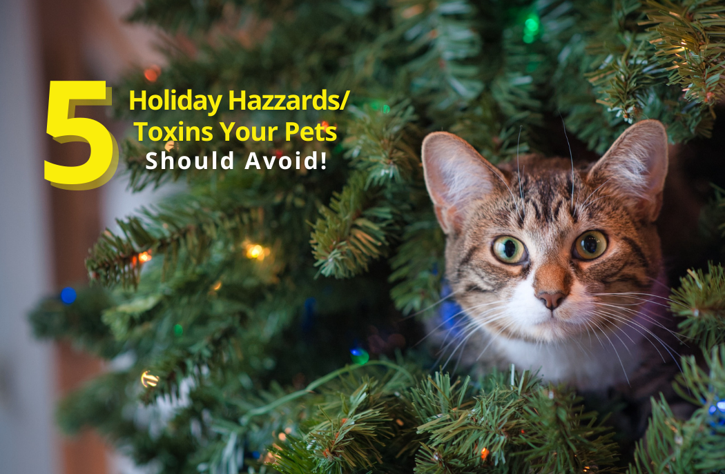 5 Holiday Hazzards/Toxins Your Pets Should Avoid
