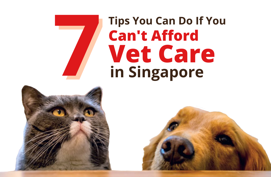 7 Tips You Can Do If You Can't Afford Vet Care in Singapore