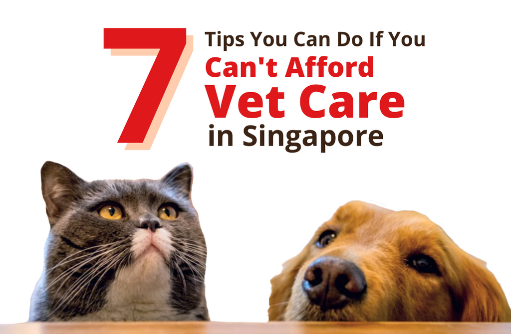 Afford a care pet hospital online