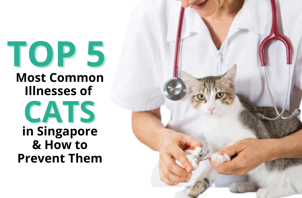 Top 5 Most Common Illnesses of Cats in Singapore & How to Prevent Them