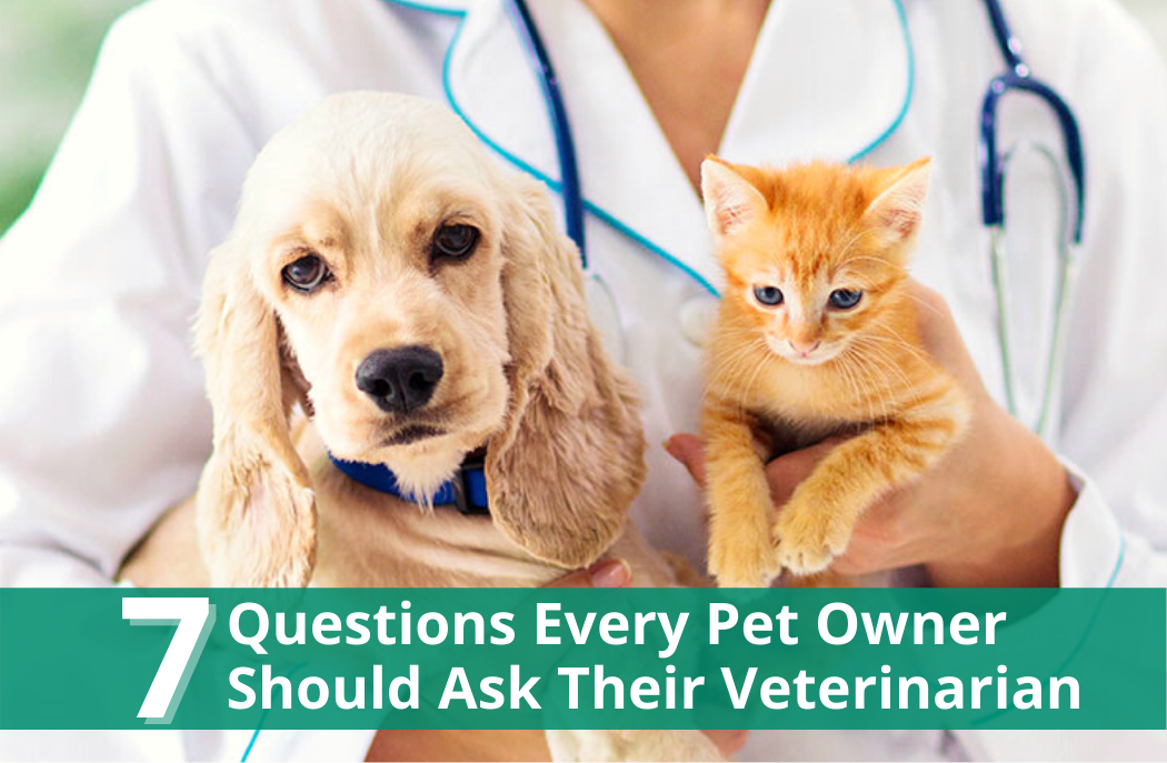 7 Questions Every Pet Owner Should Ask Their Veterinarian