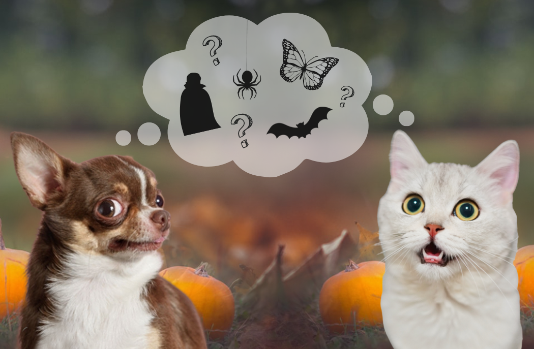 10 Easy & Fun Homemade Halloween Costumes For Your Pets
