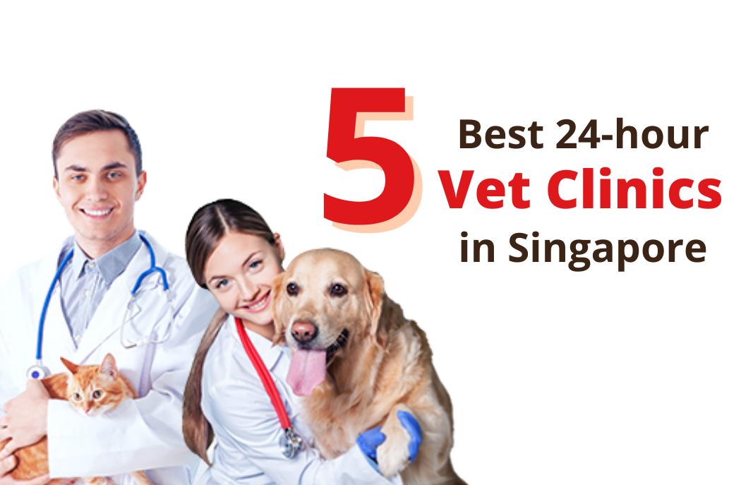 5 Best 24-hour Vet Clinics in Singapore