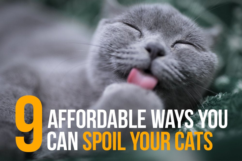 9 Affordable Ways You Can Spoil Your Cats