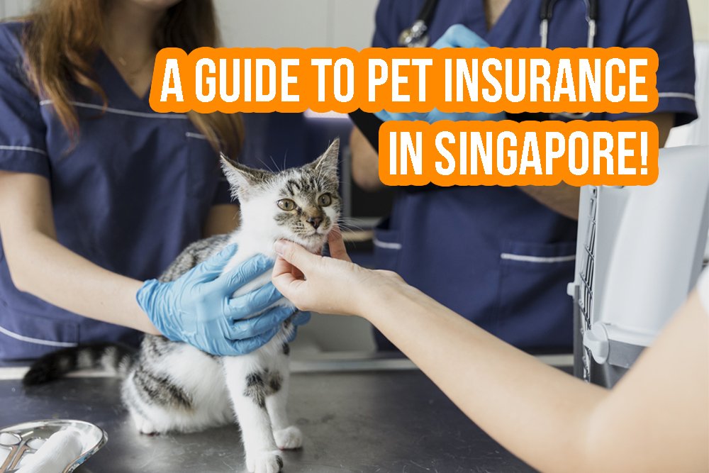 A guide to pet insurance in Singapore!