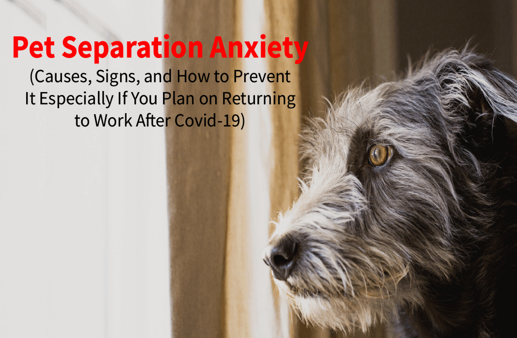 Pet Separation Anxiety Causes Signs and How to Prevent It