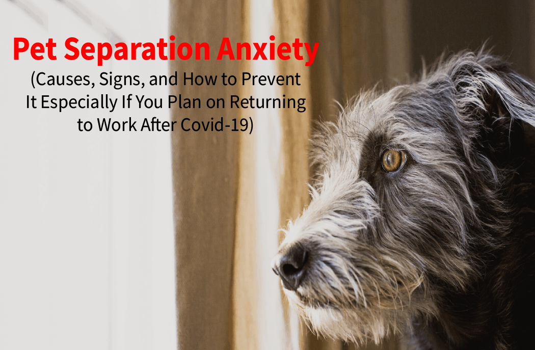 Pet Separation Anxiety (Causes, Signs, and How to Prevent It Especially If You Plan on Returning to Work After Covid-19)