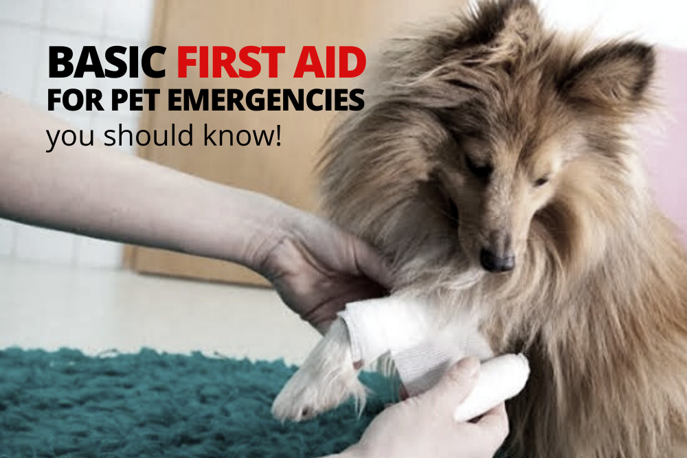 Basic first aid for pets that every pet owners should know!