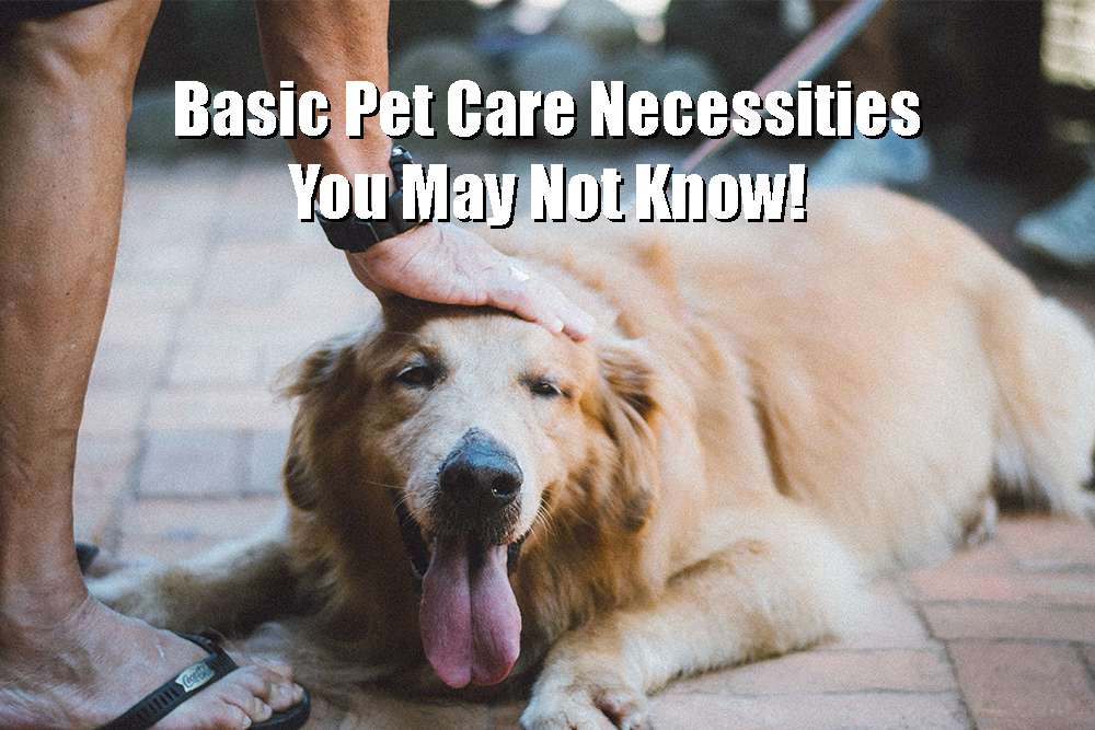 Basic Pet Care Necessities You May Not Know!
