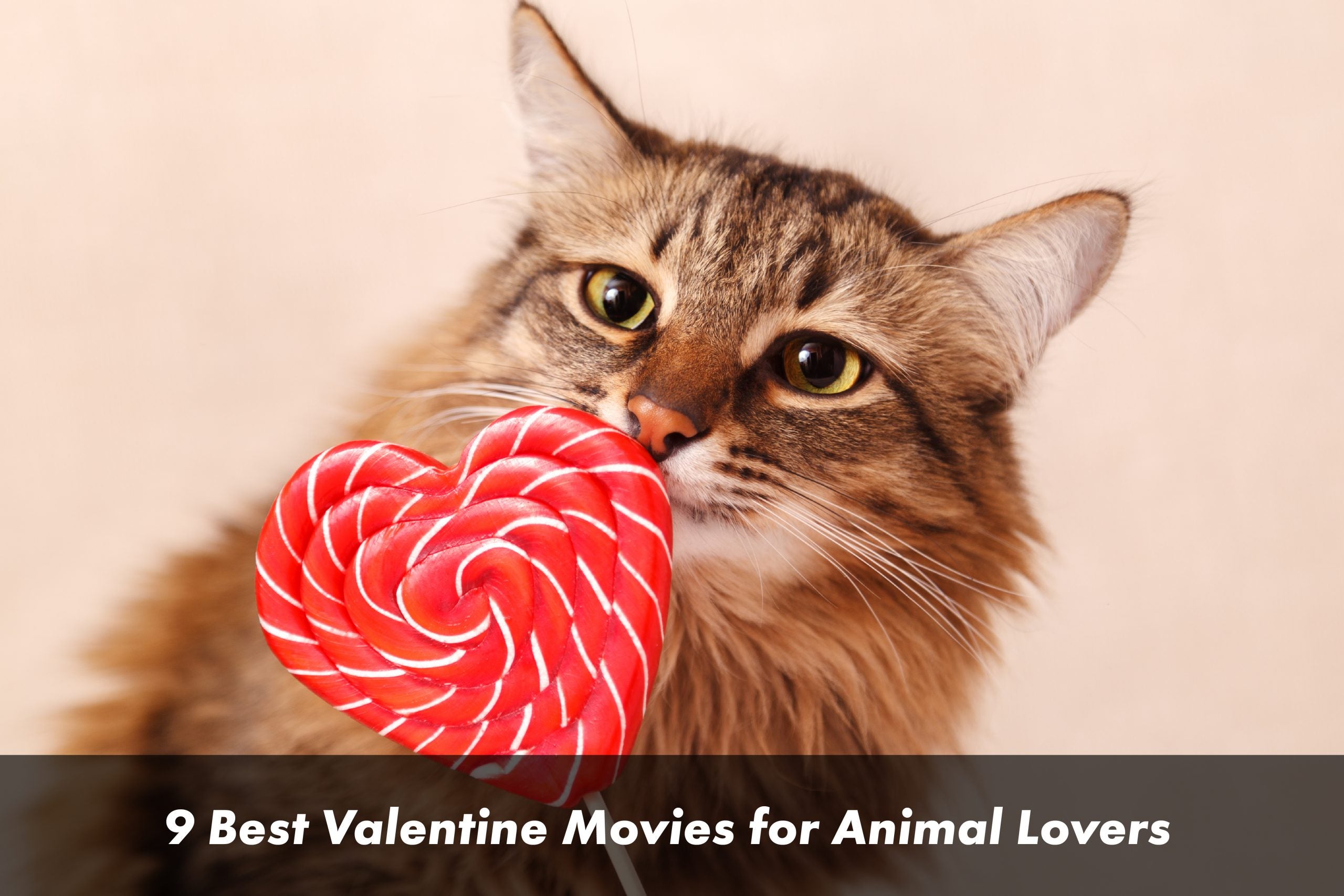9 Best Valentine Movies for Animal Lovers