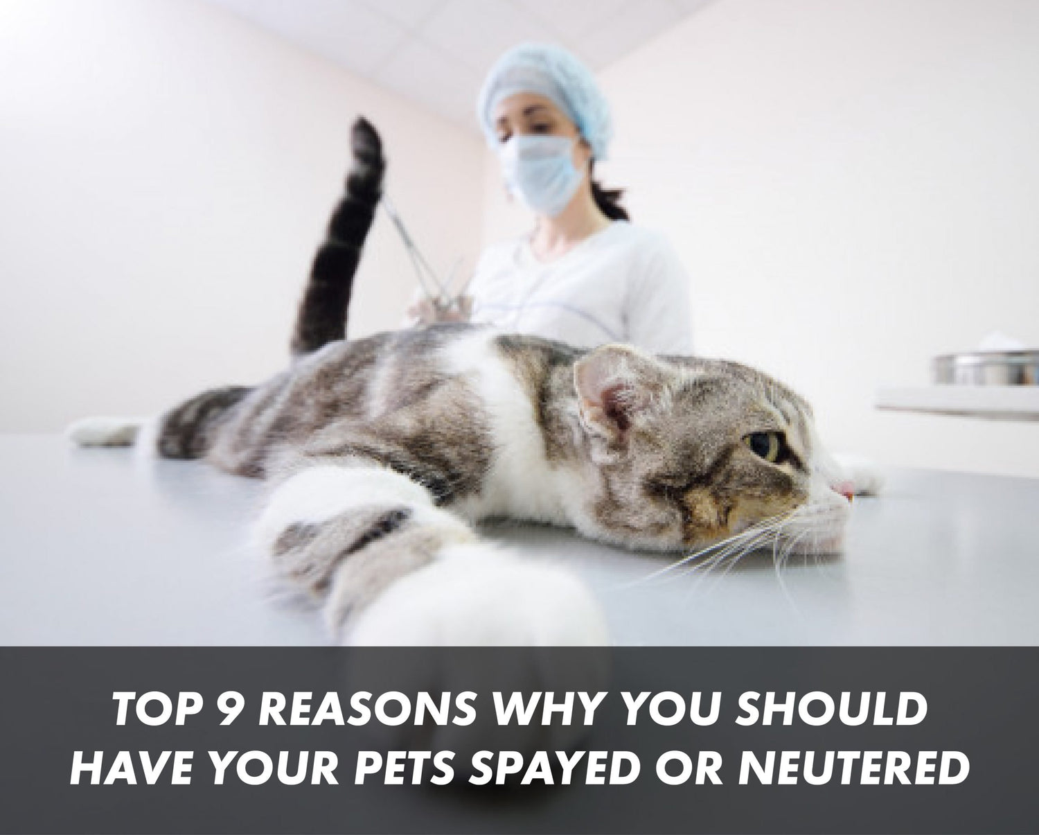 Top 9 Reasons Why You Should Have Your Pets Spayed or Neutered