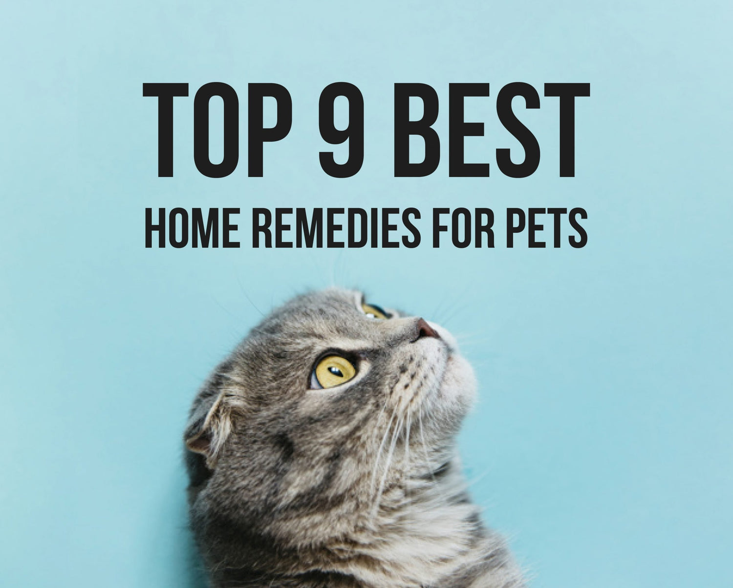 Top 9 Best Home Remedies for Pets