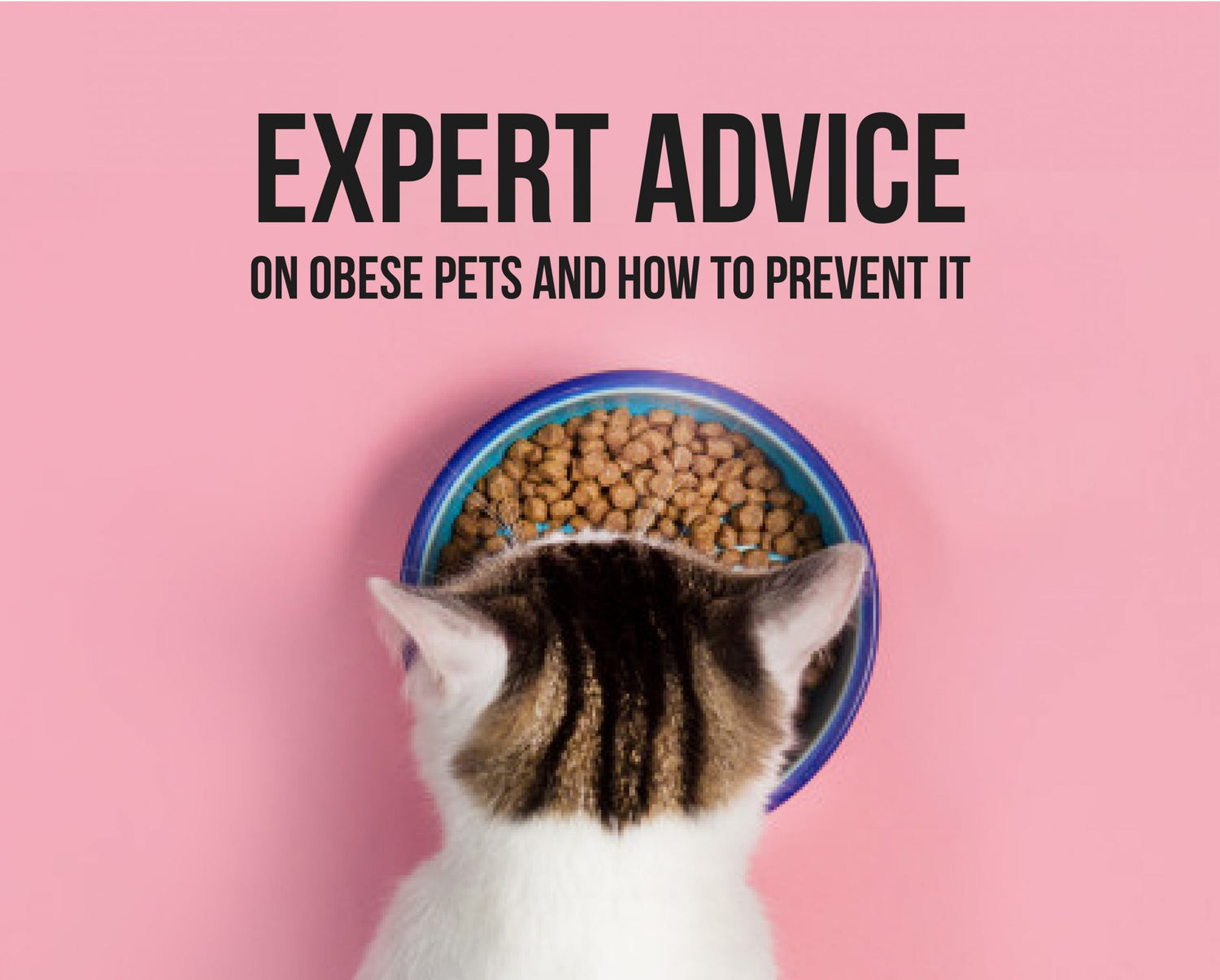 Expert Advice on Obese Pets & How to Prevent It