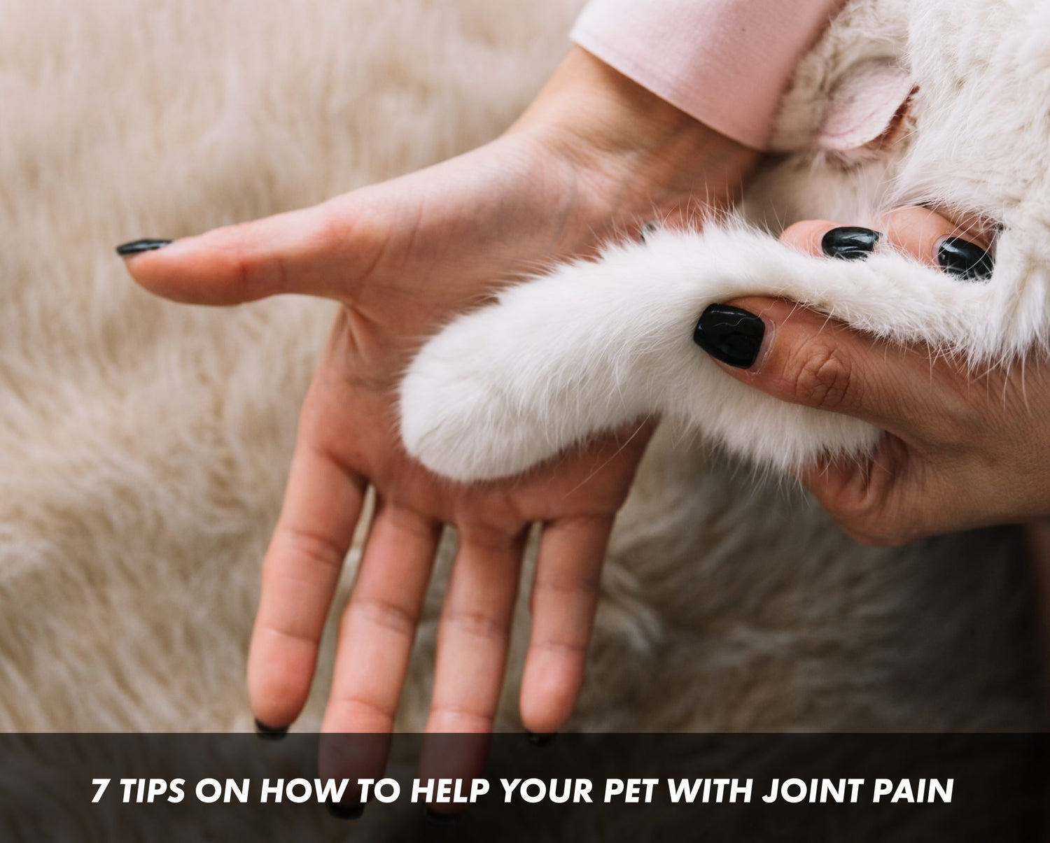 7 Tips on How to Help your Pet with Joint Pain