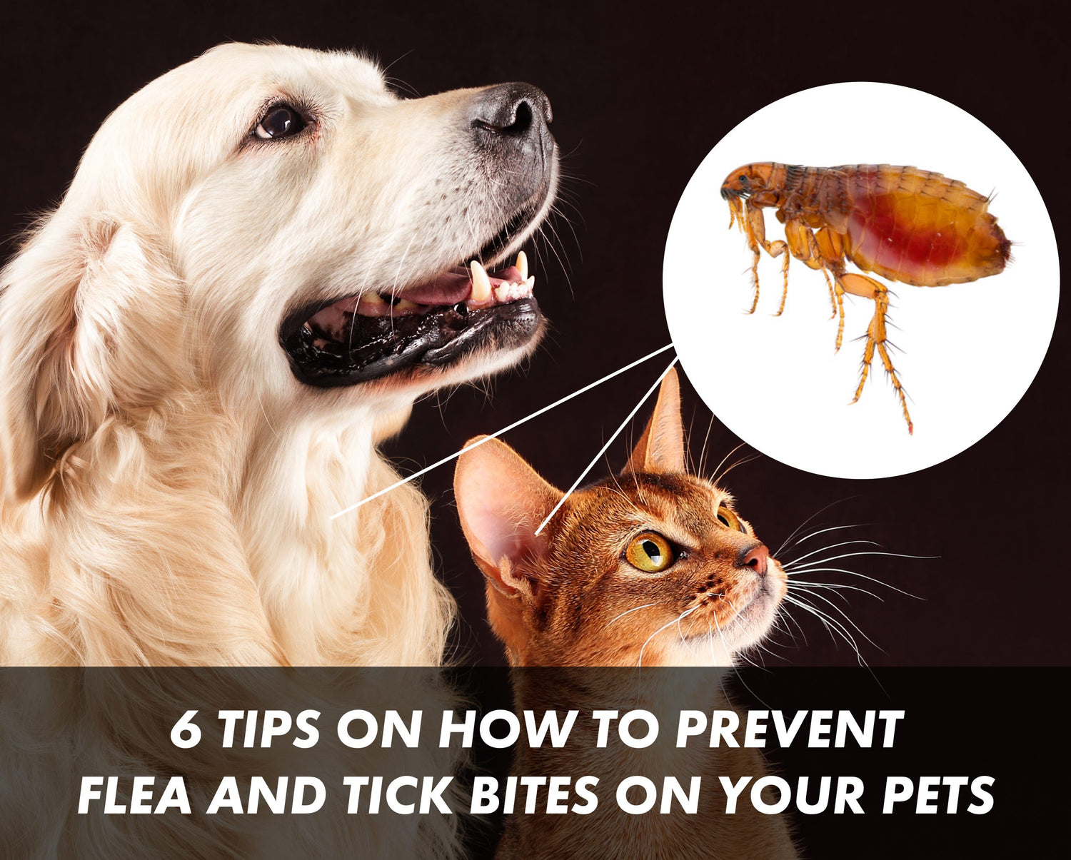 7 Tips on How to Prevent Flea and Tick Bites on your Pets