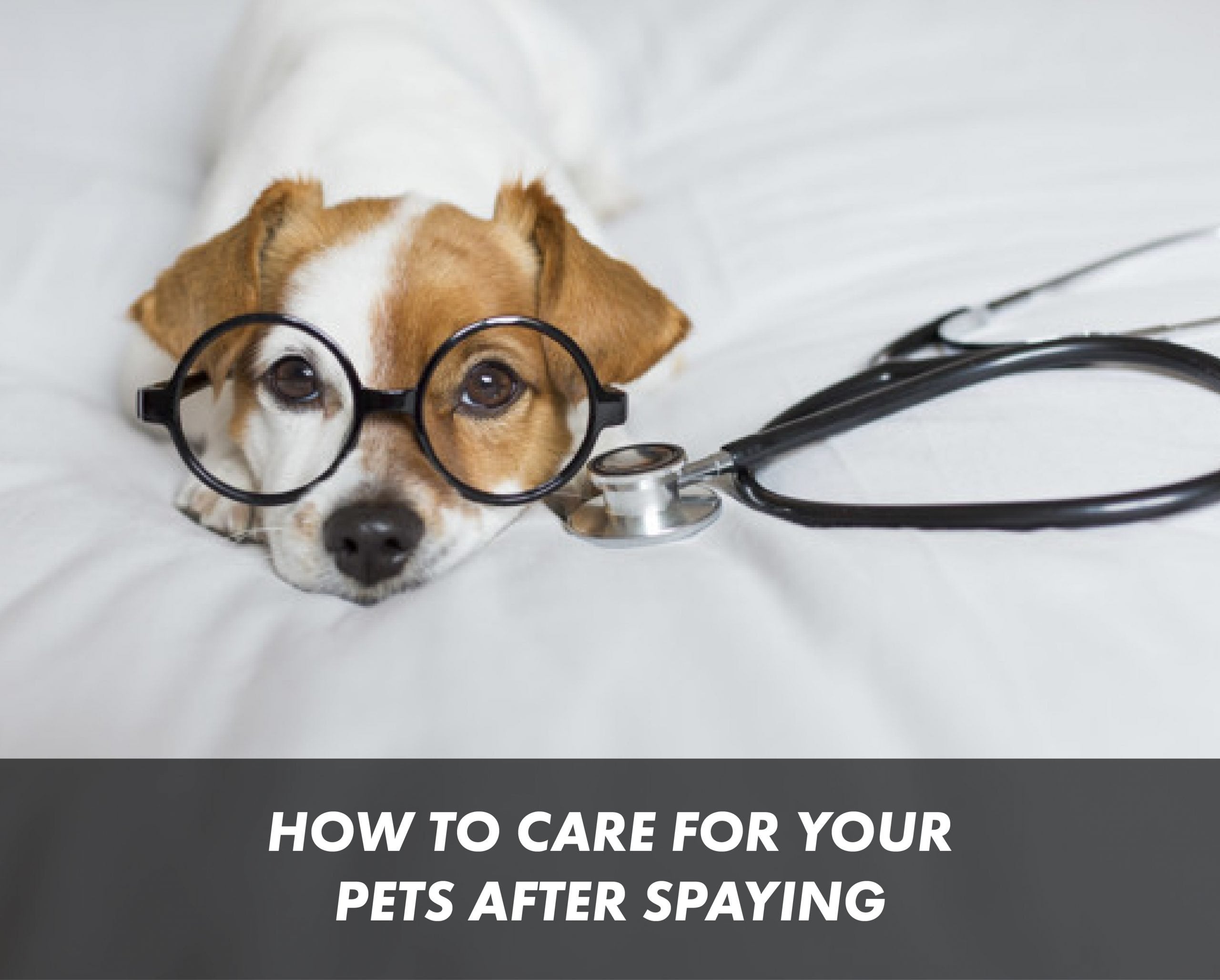 How to Care for Your Pets After Spaying