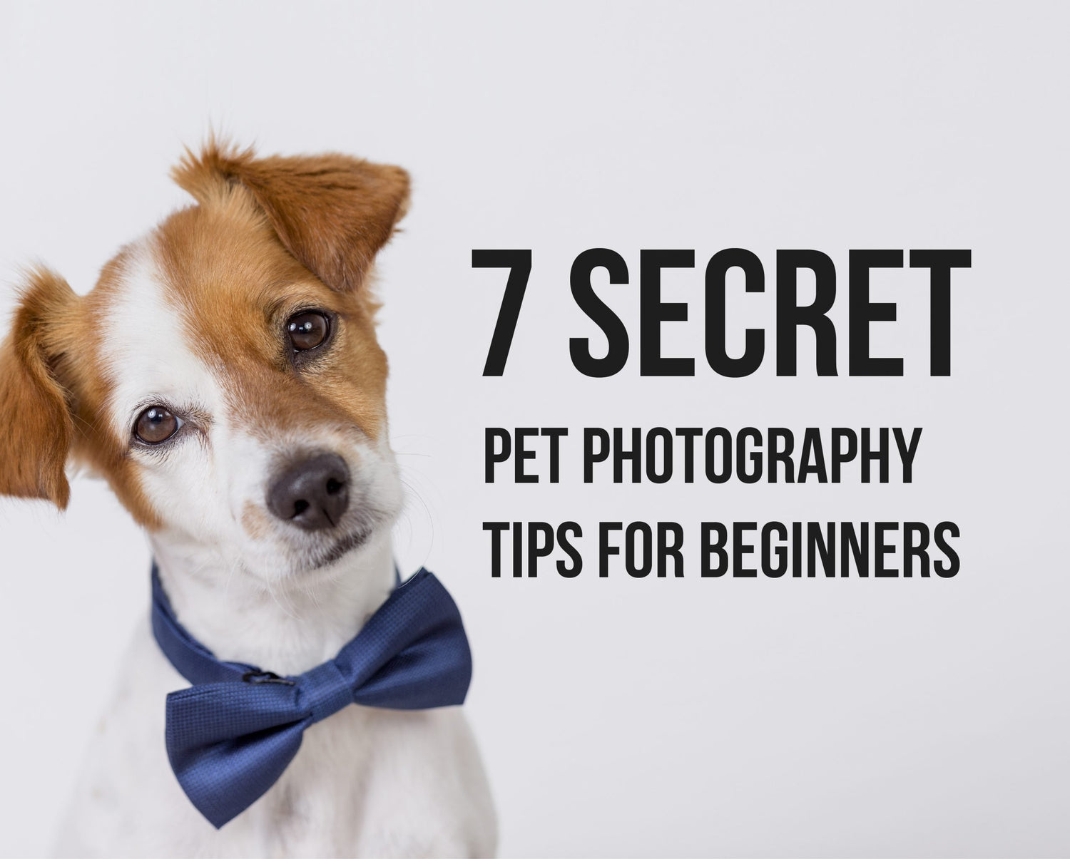 7 Secret Pet Photography Tips for Beginners