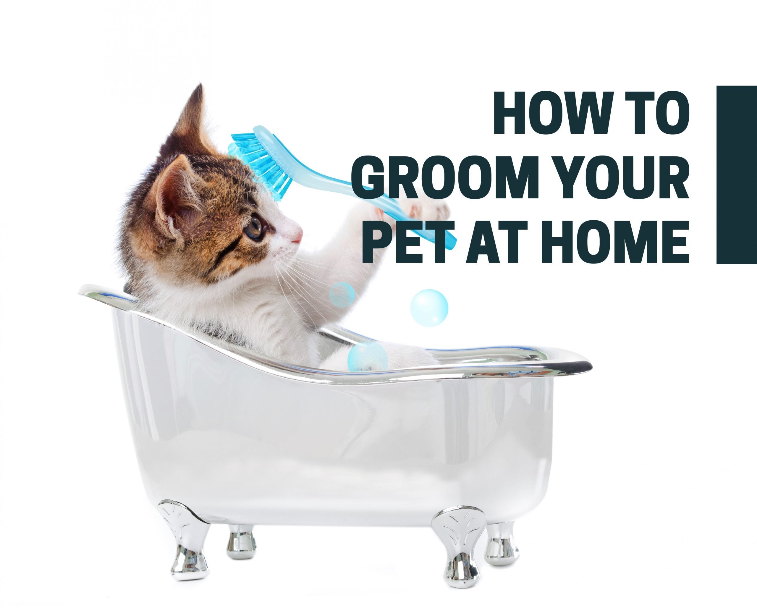 How to Groom your Pet at Home