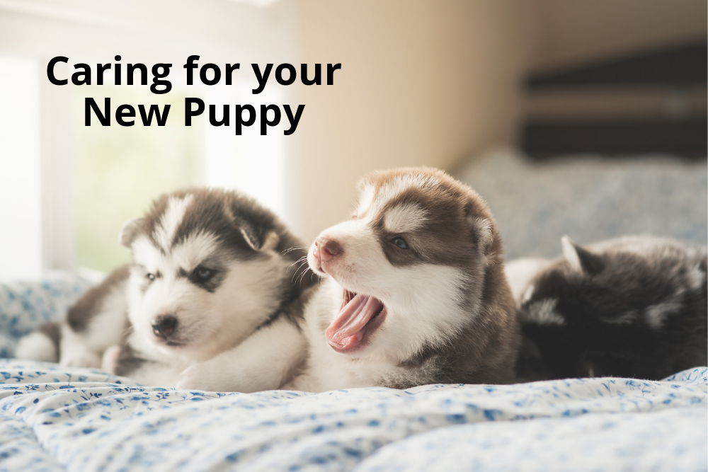 Caring for your New Puppy