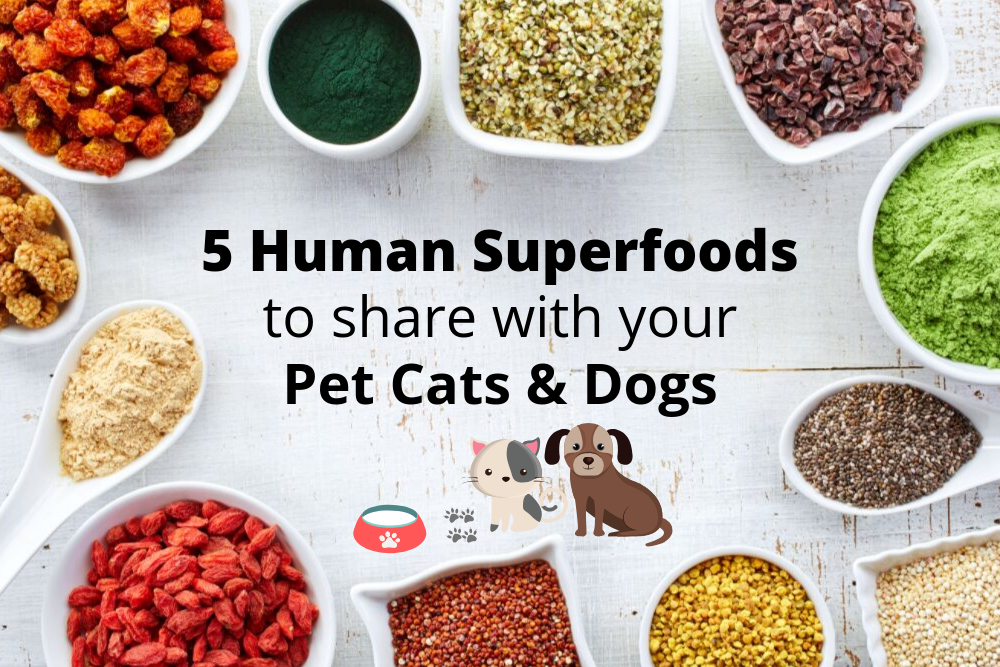 5 Human Superfoods to Share with Your Pets