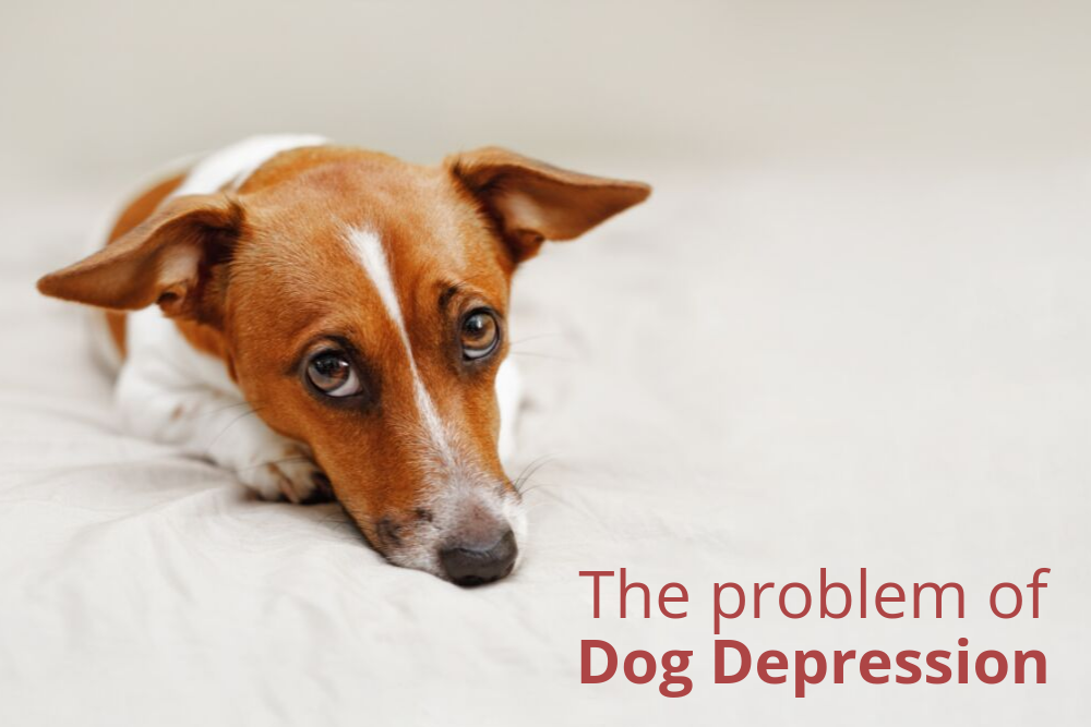 The Problem of Dog Depression