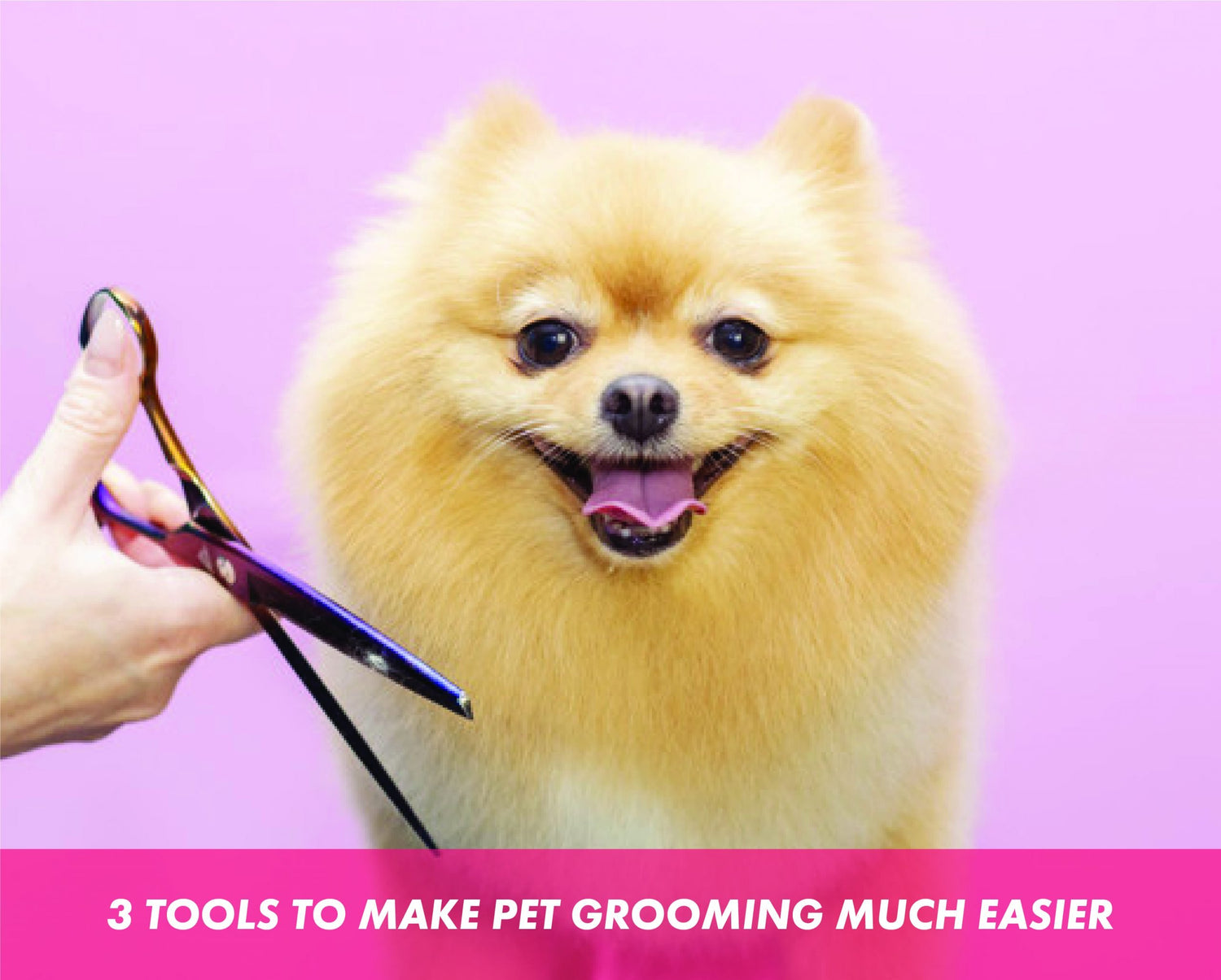 3 Tools to Make Pet Grooming Much Easier