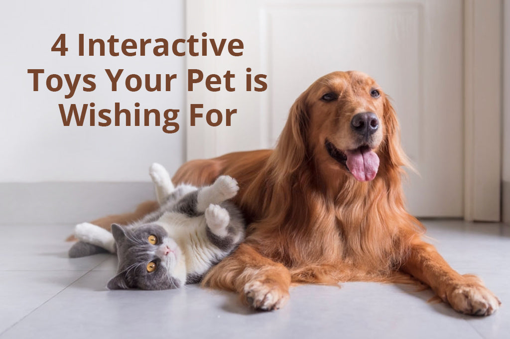 4 Interactive Toys Your Pet is Wishing For