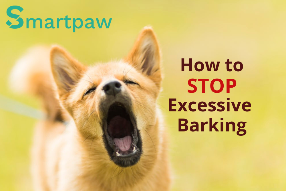 How to Stop Excessive Barking