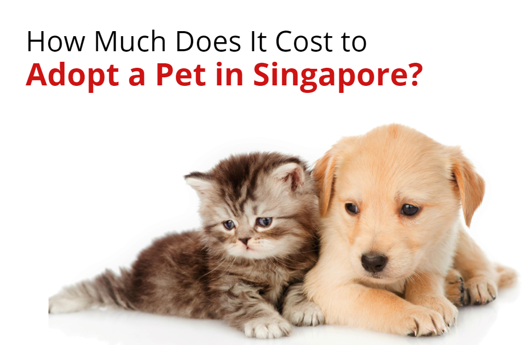 How Much Does It Cost to Adopt a Pet in Singapore?