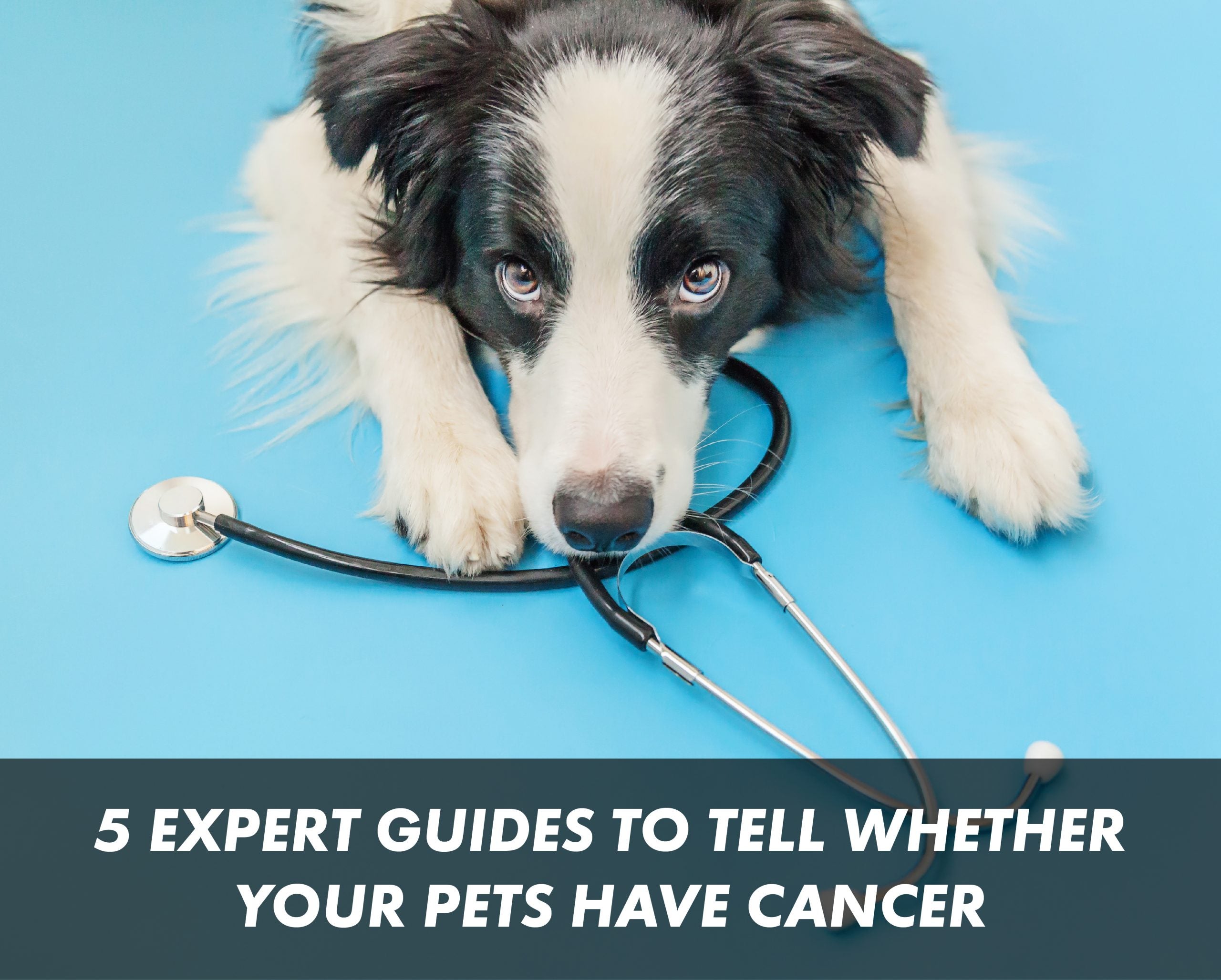 5 Expert Guides to Tell Whether Your Pets Have Cancer
