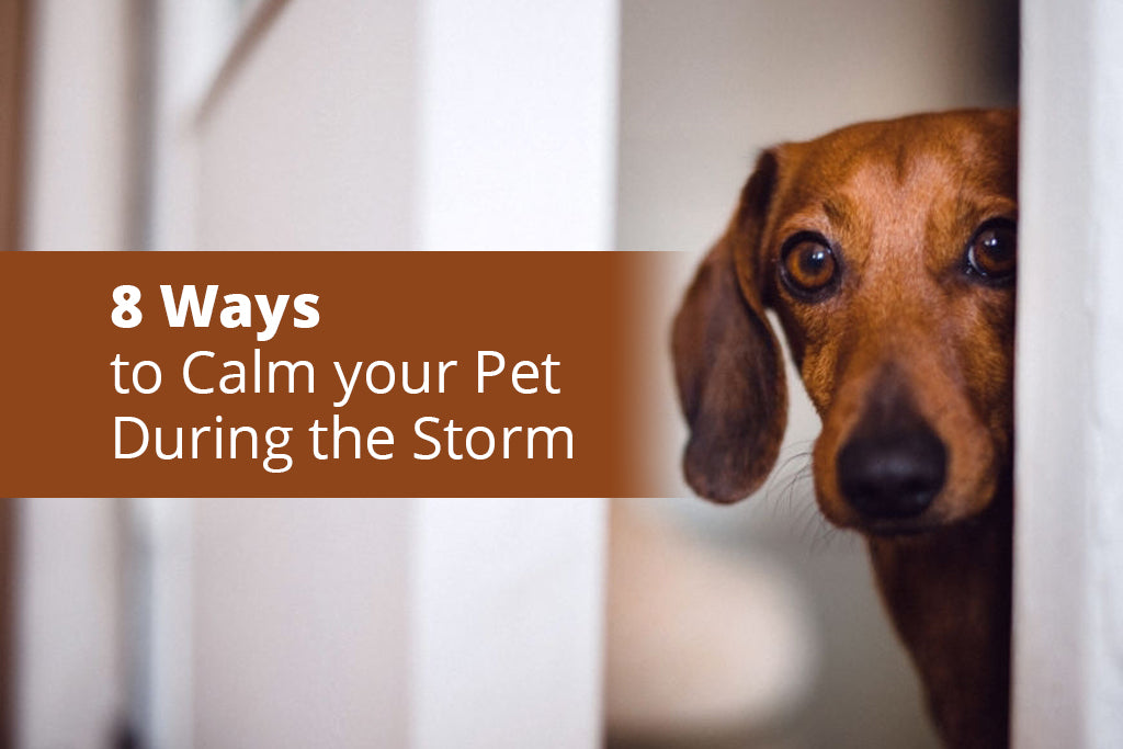 8 Ways to Calm your Pet During the Storm