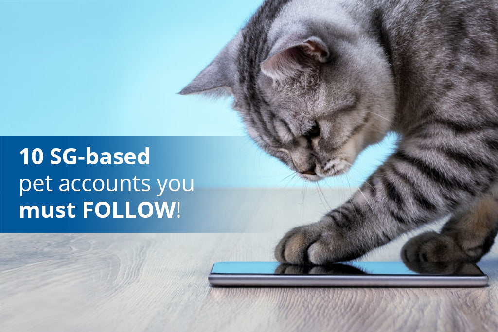 10 SG-based pet accounts you must FOLLOW!
