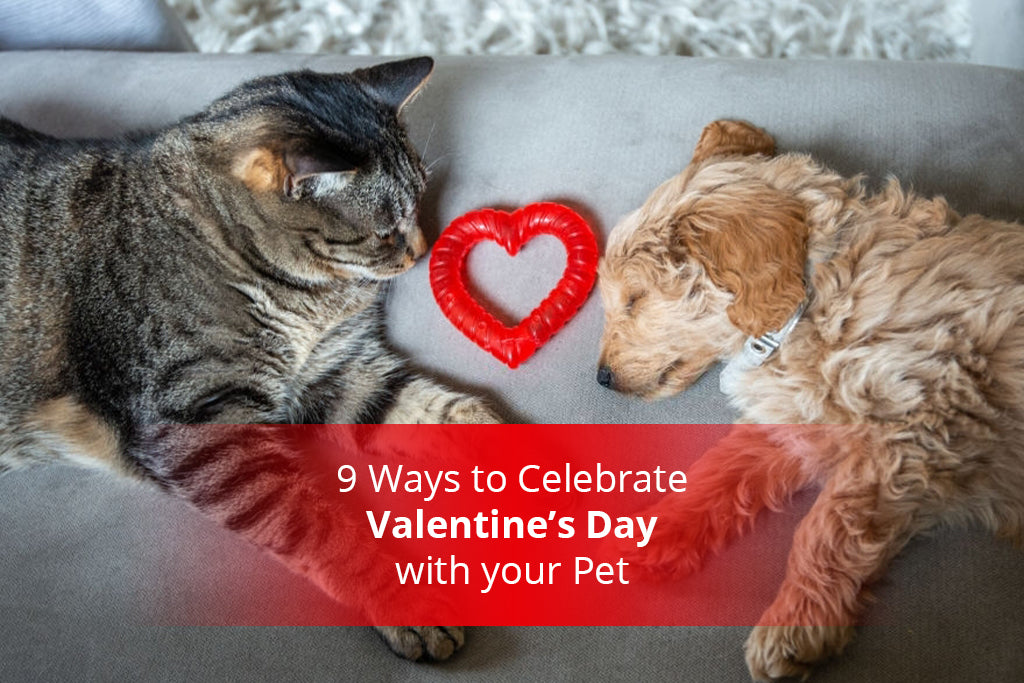 9 Ways to Celebrate Valentine’s Day with your Pet