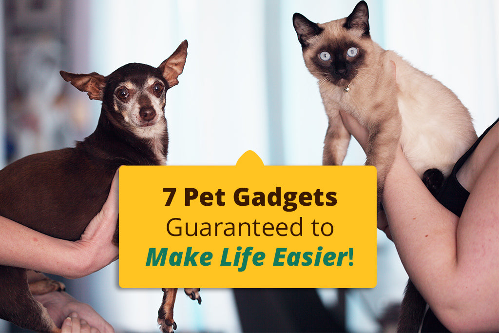 7 Pet Gadgets Guaranteed to Make Life Easier!