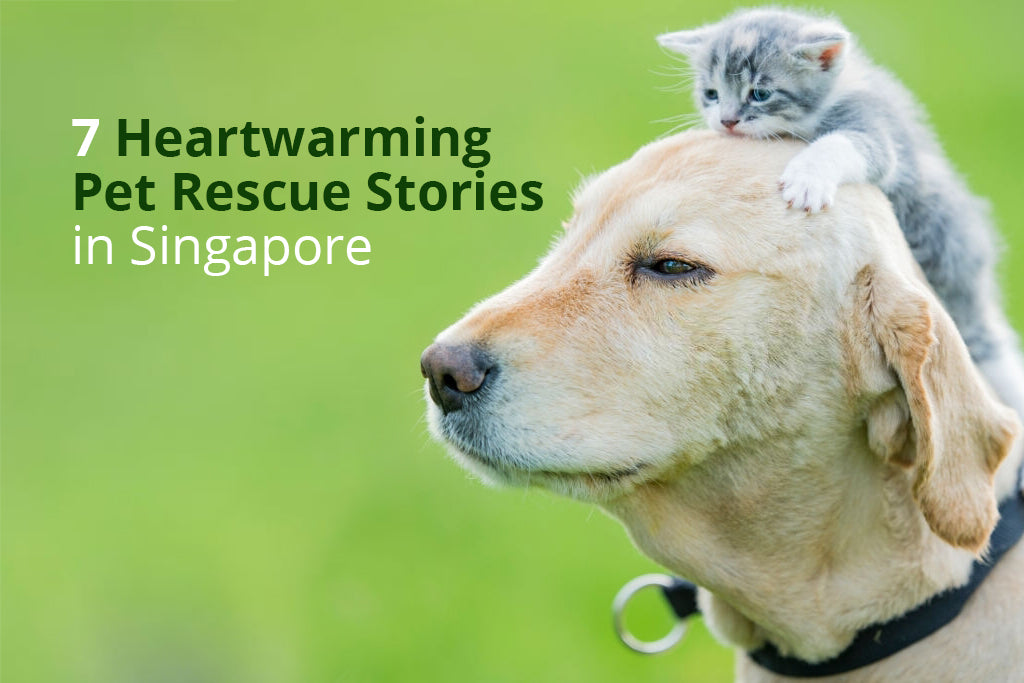 7 Heartwarming Pet Rescue Stories in Singapore