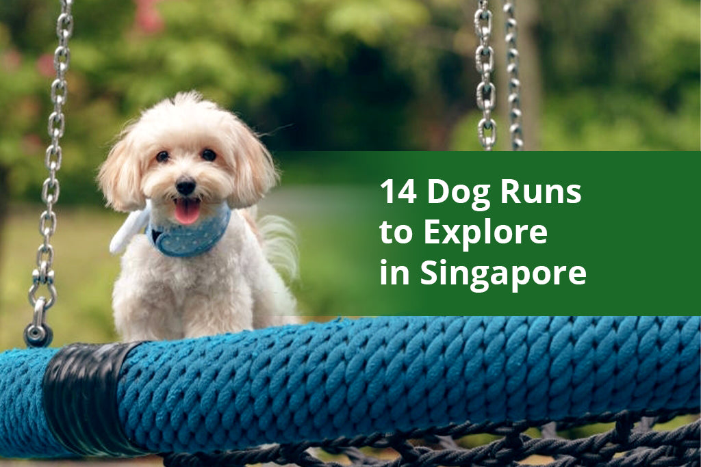14 Dog Runs to Explore in Singapore