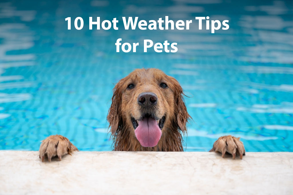 9 Hot Weather Tips for Pets