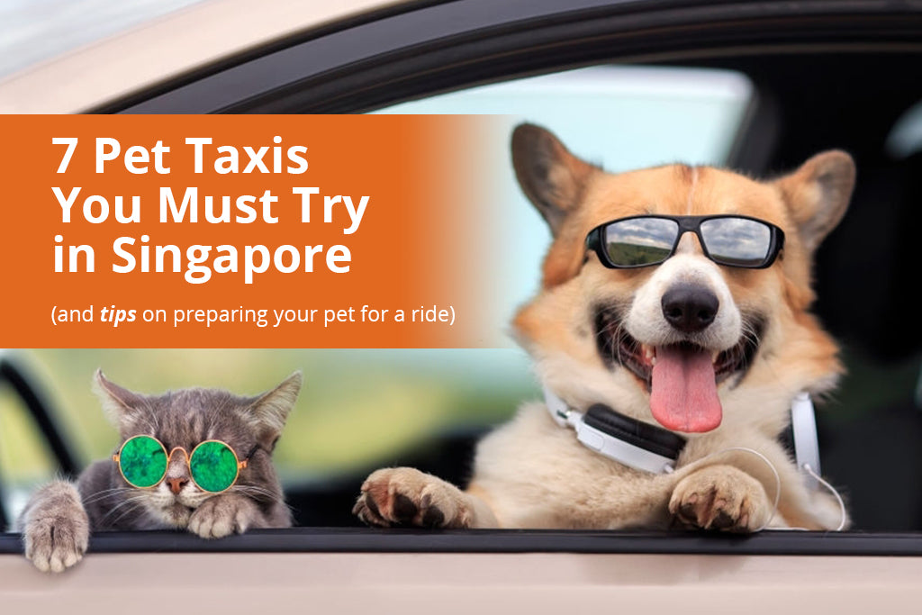 7 Pet Taxis You Must Try in Singapore (and tips on preparing your pet for a ride)