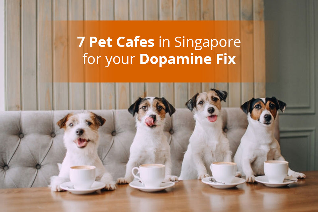 7 Pet Cafes in Singapore for your Dopamine Fix