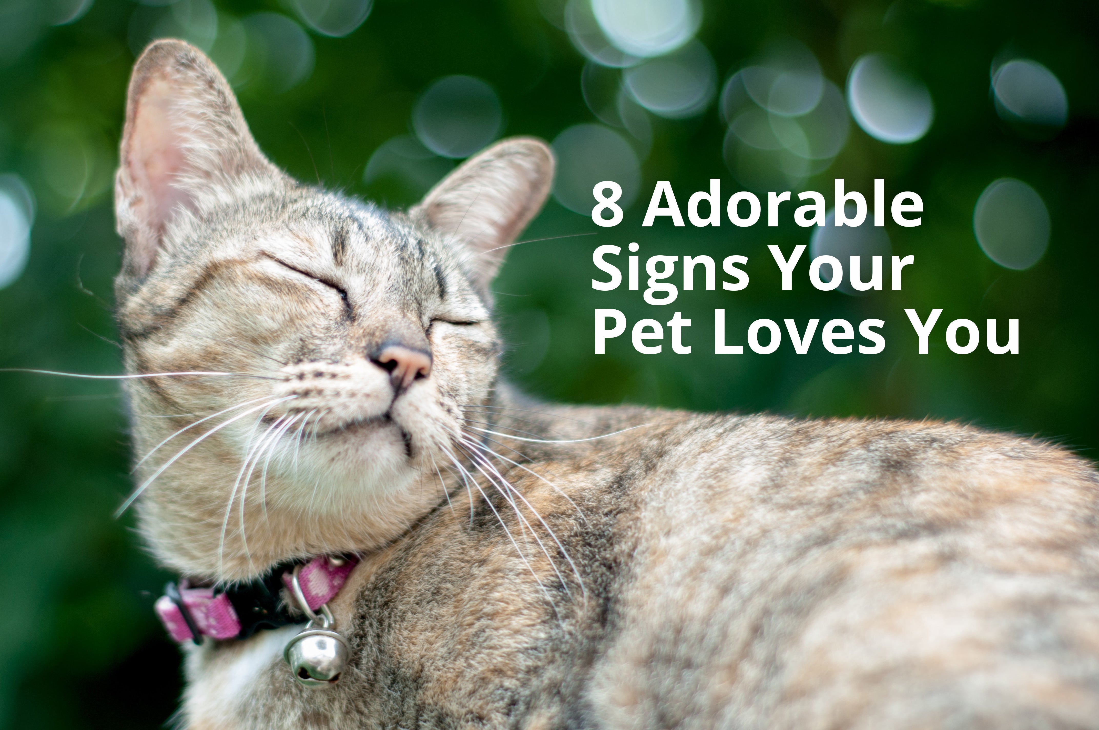 8 Adorable Signs Your Pet Loves You